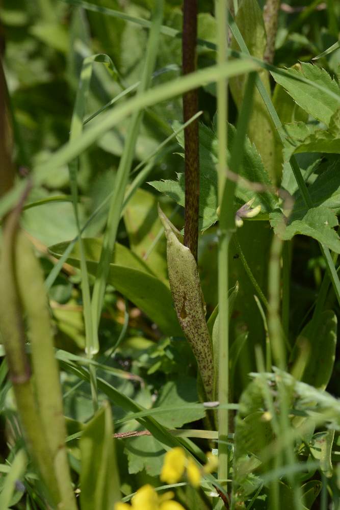 Orchidea da identificare